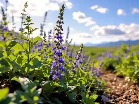 La fleur de sauge officinale en pleine nature.